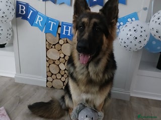 German Shepherd dogs Male german shepherd 15 months old - Advert 1