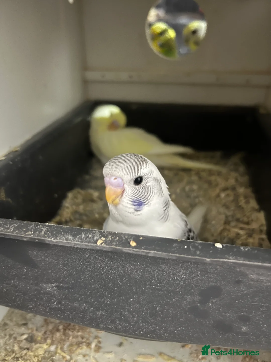 Budgerigars birds for sale: Playful tame young budgie - Advert 3