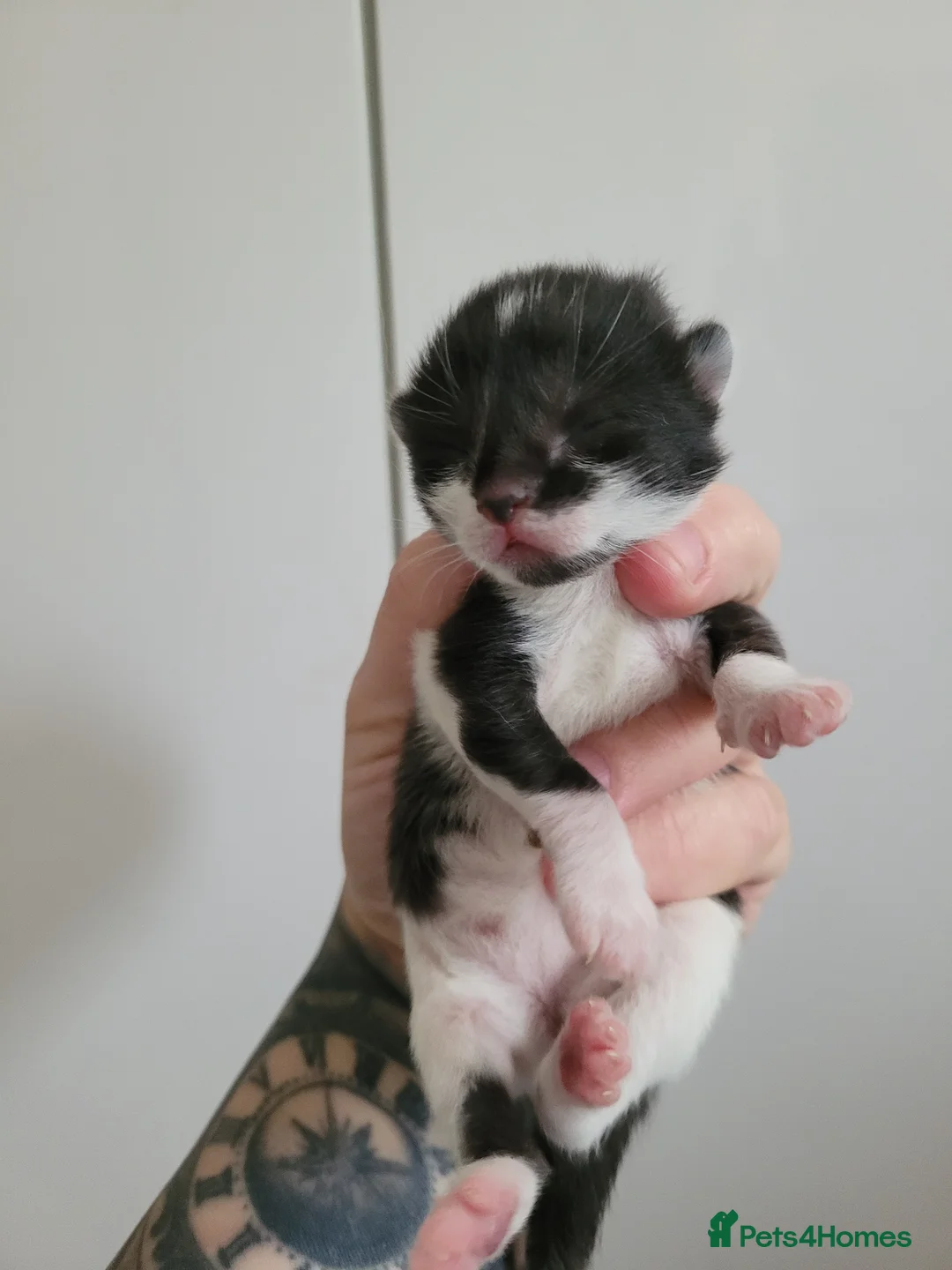 Mixed Breed cats for sale: Beautiful kittens for sale 3 females 1male  in Bolton - Advert 6