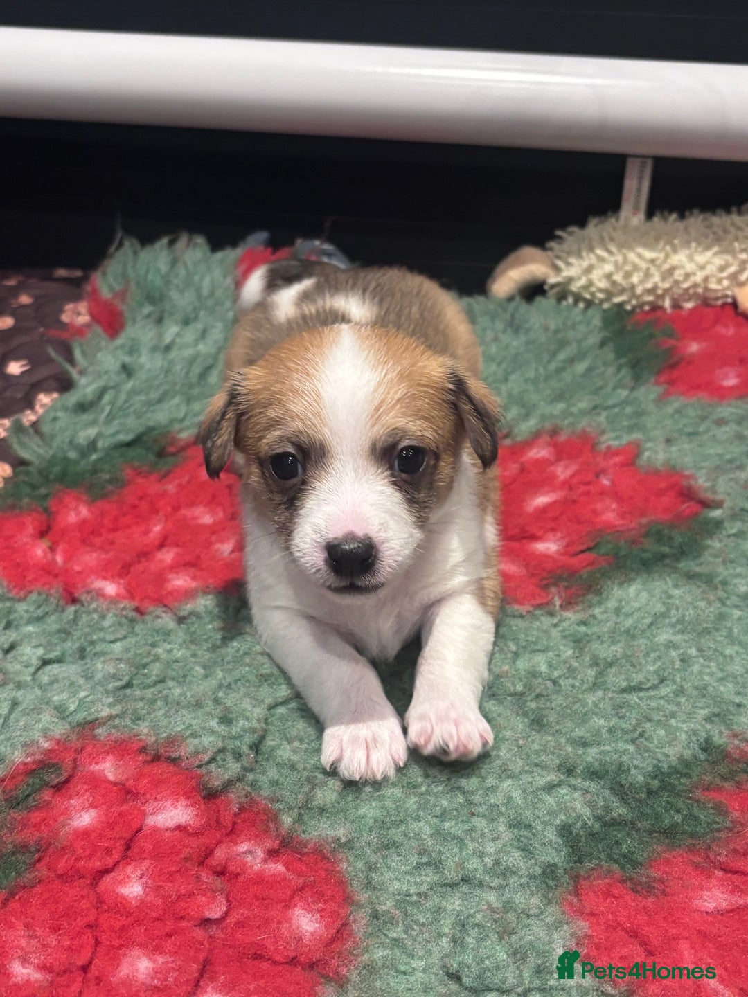 Mixed Breed dogs for sale: 3/4 Jack 1/4 Maltese male puppy available  - Advert 5