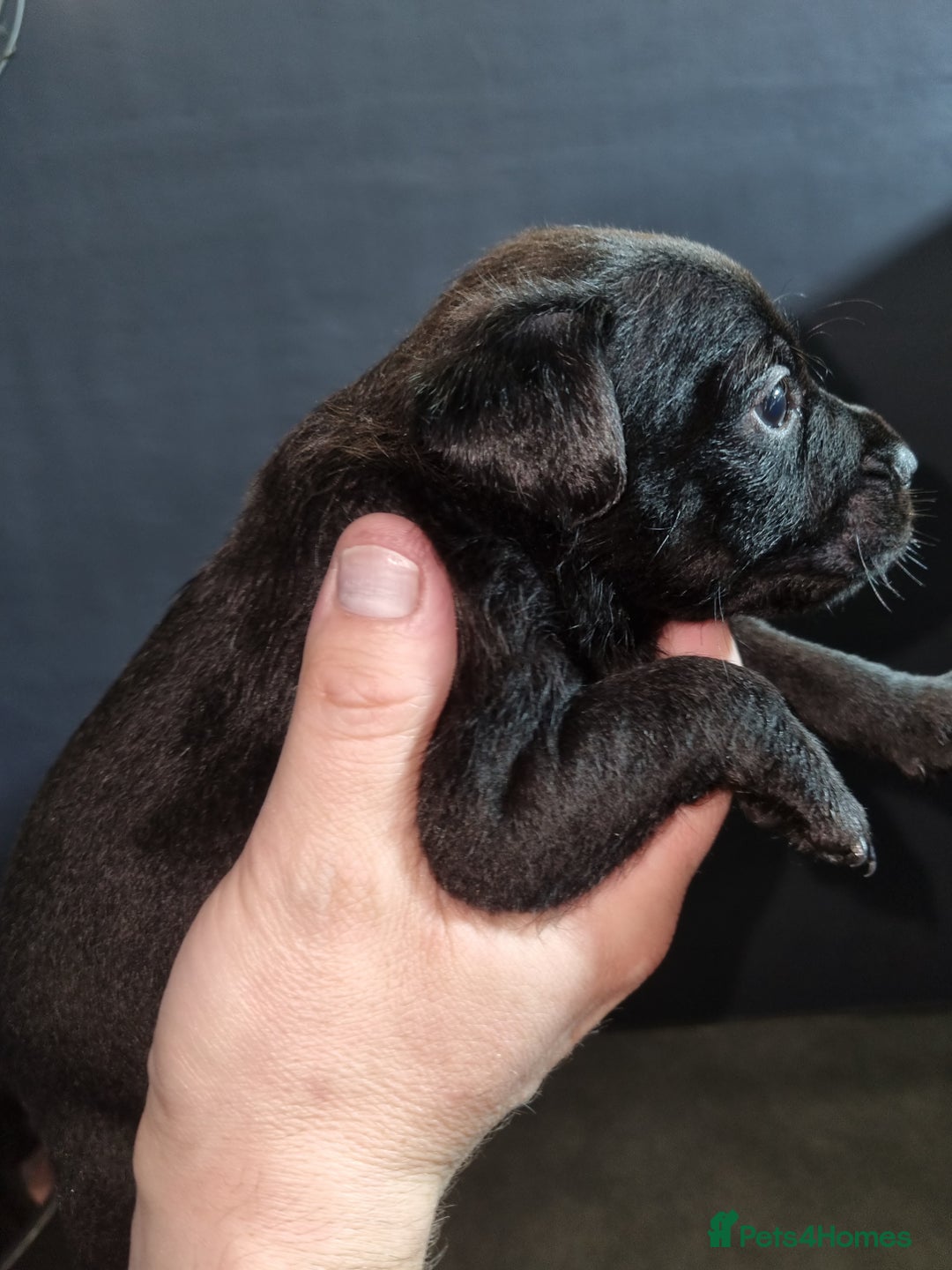 Patterdale Terrier dogs for sale: PATTERDALE PUPS FOR SALE (Nutall lines) - Image 16