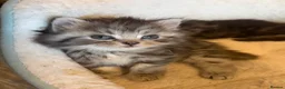 Perdoll cats for sale: beautiful fluffy persian cross ragdoll kittens - Advert 22