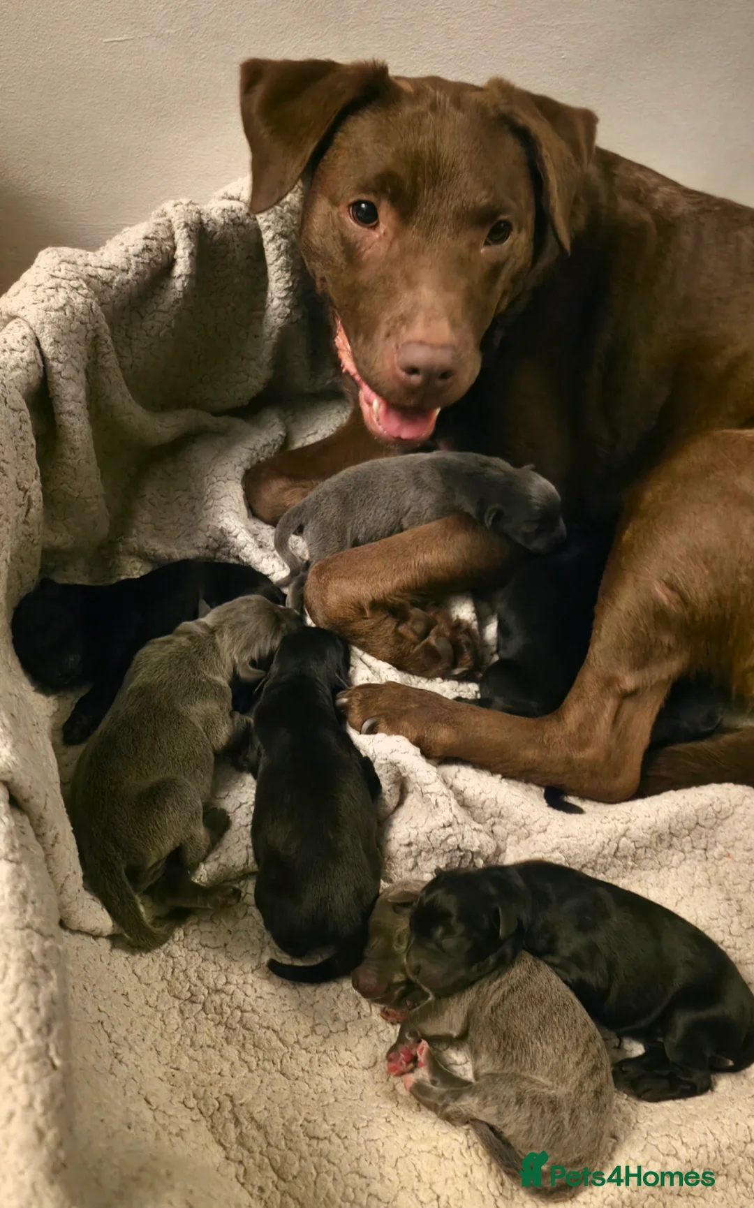 Mixed Breed dogs for sale: Beautiful pup for rehoming! - Advert 2