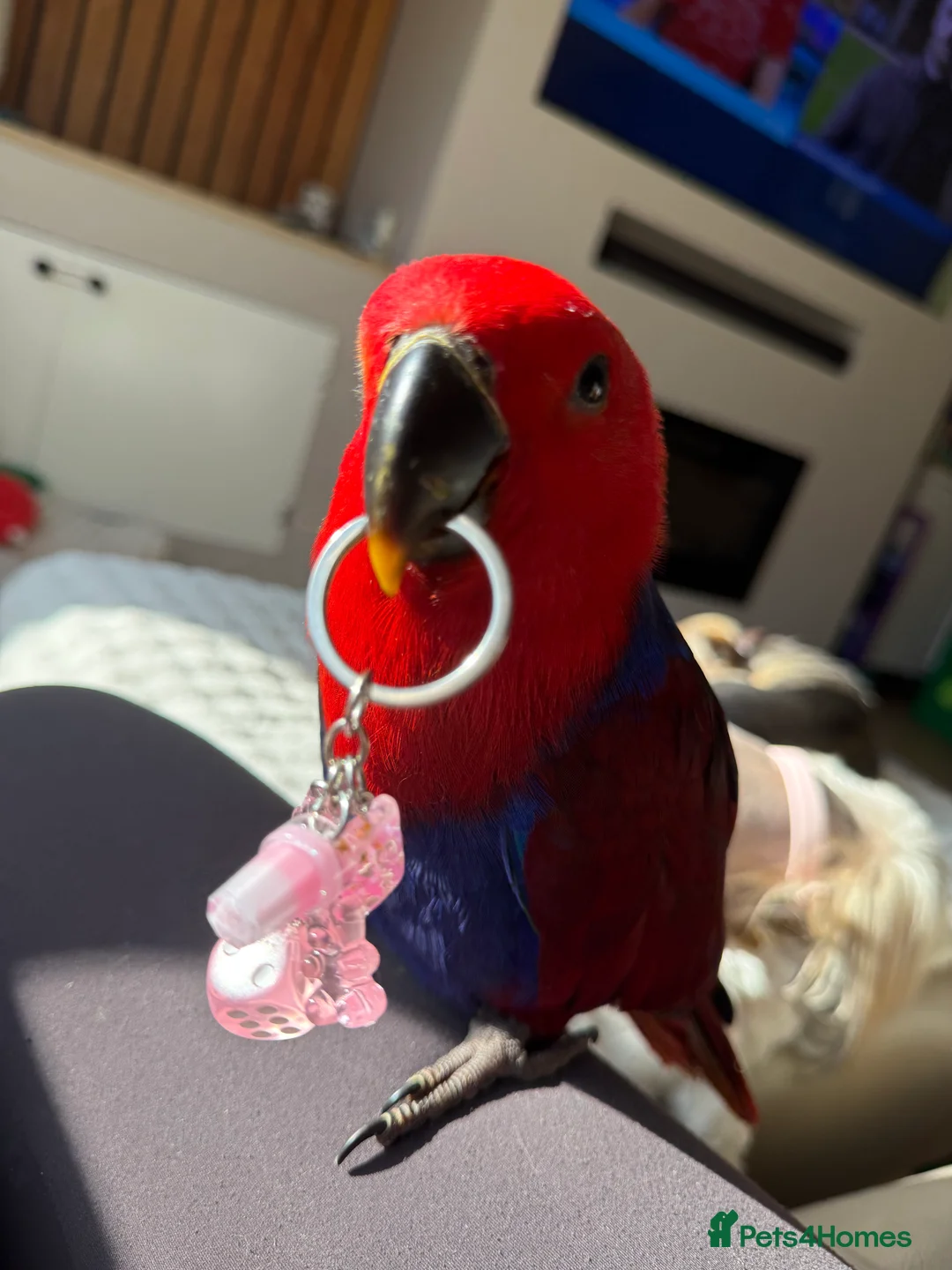 Parrots birds for sale: Hand reared 4 month old female eclectus  in Basildon - Advert 1