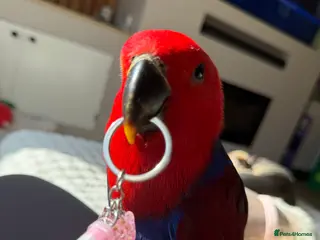 Parrots birds Hand reared 4 month old female eclectus in Basildon - Advert 10