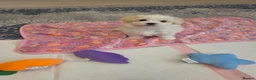 Bichon Frise dogs for sale: Cute little puppies  - Advert 9