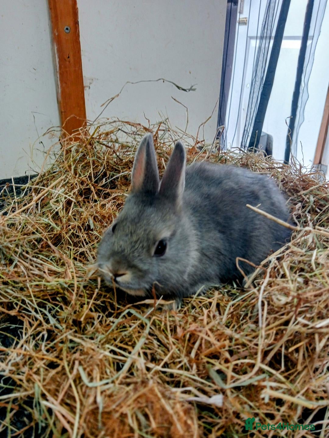 Netherland Dwarf rabbits for sale: Netherland dwarf baby rabbits - Image 4