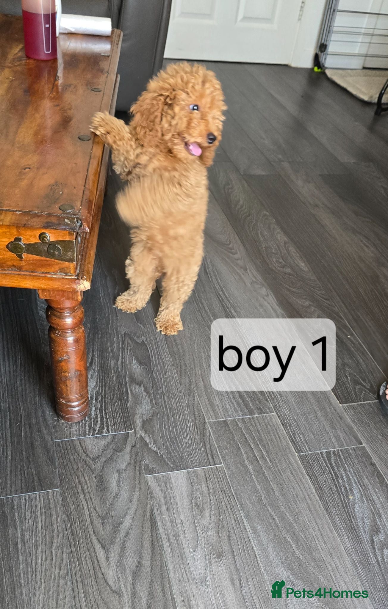 Cavapoo dogs BOYS ONLY cavapoo pups ready to leave  - Advert 2