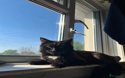 Turkish Angora cats for sale: lovely male cat needs his forever home - Advert 1