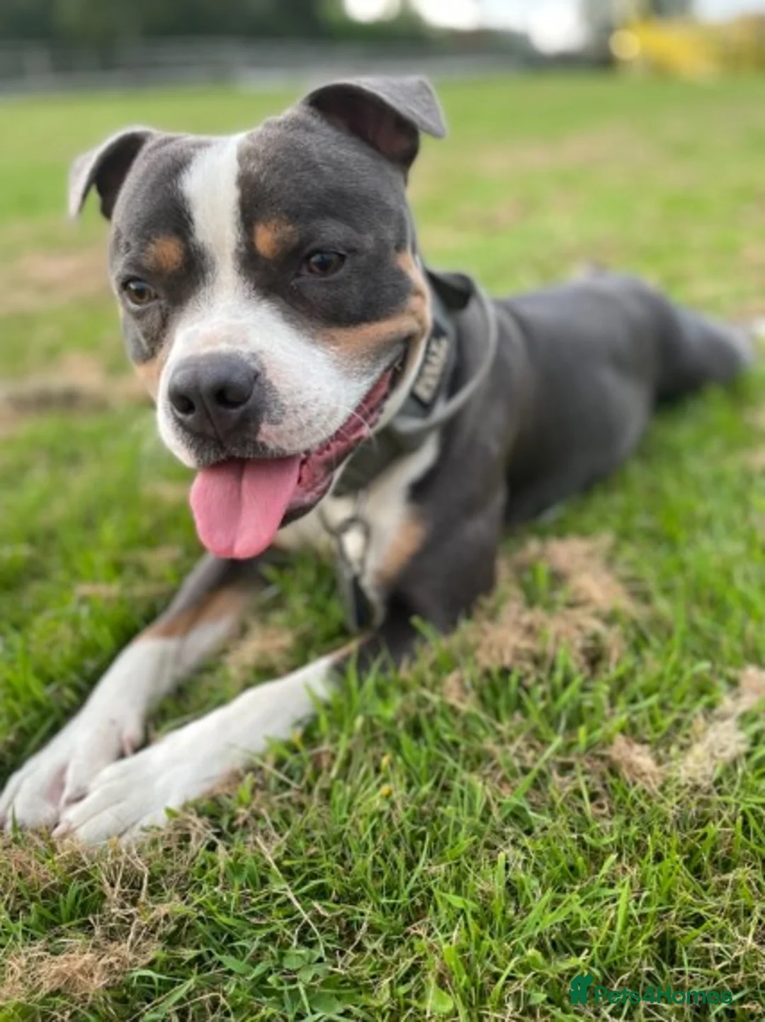 Staffordshire Bull Terrier dogs for stud: Tri blue PROVEN and only the best temperament in Swanage - Advert 6