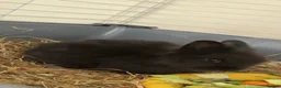 Lionhead rabbits for sale: Double Maned Female Lionhead Rabbit - Advert 2