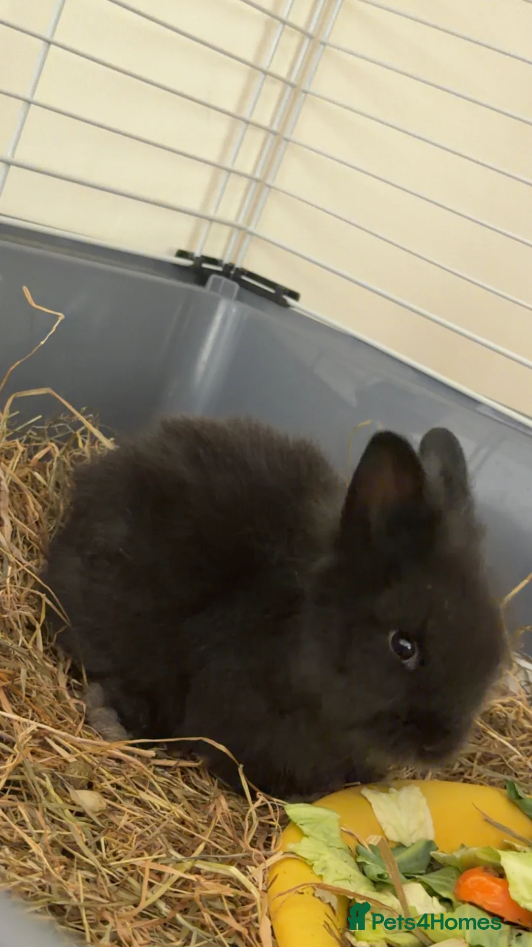 Lionhead rabbits for sale: Double Maned Female Lionhead Rabbit - Advert 2