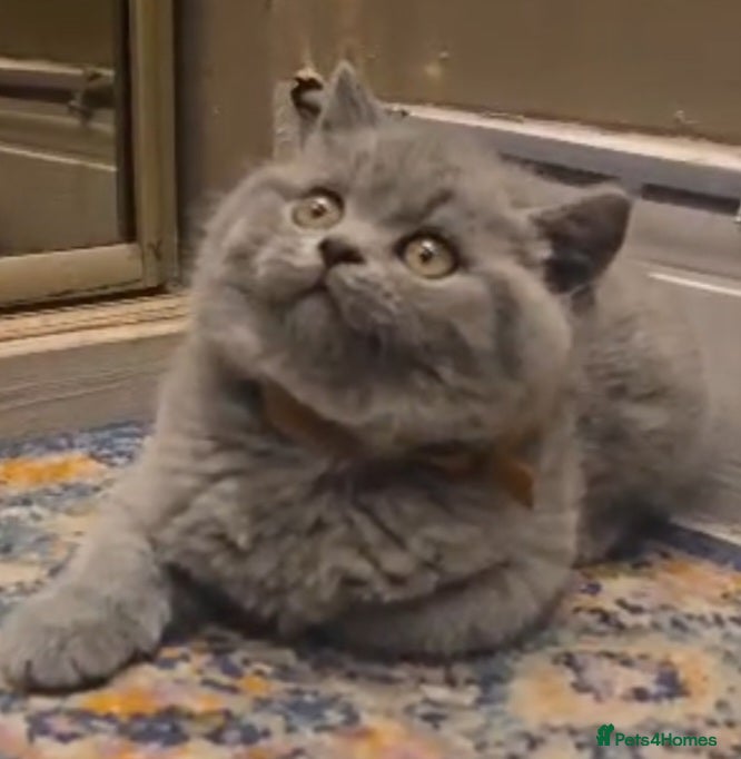 British Shorthair cats Adorable British Shorthair Kittens  - Advert 2