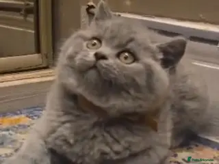 British Shorthair cats Adorable British Shorthair Kittens - Advert 2