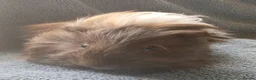 Guinea Pig rodents for sale: Male Guinea Pig for Sale - Advert 3