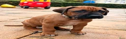 Rhodesian Ridgeback dogs for sale: KC Registered Rhodesian Ridgeback Litter - Advert 10