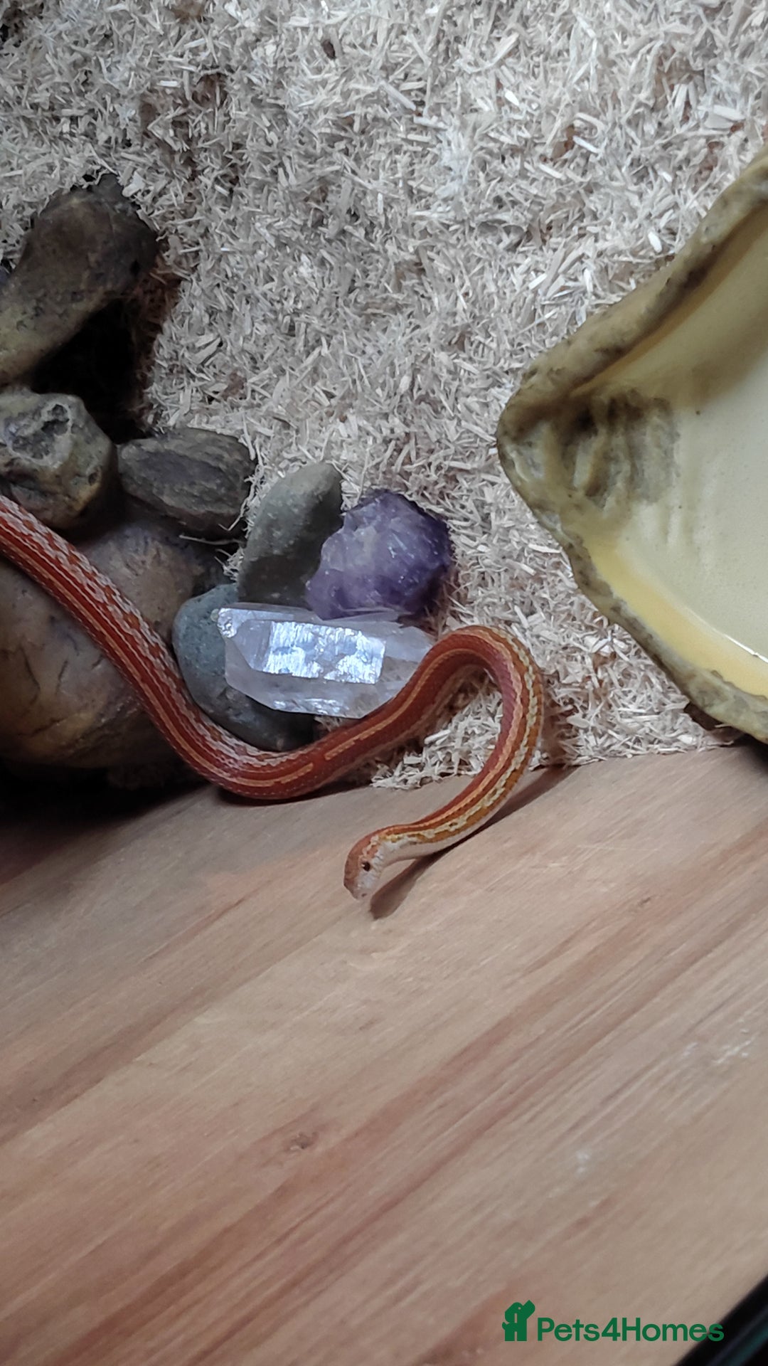 Corn Snake reptiles for sale: Young Male Cornsnake  - Advert 4