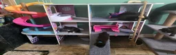Ragdoll cats for sale: Ragdoll Persian X kittens  - Advert 3