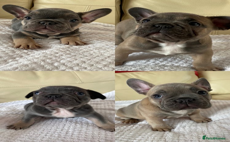 French Bulldog dogs - Advert 4