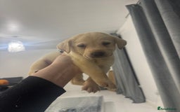 Labrador Retriever dogs for sale: Full breed Labrador retriever puppy’s  - Image 29