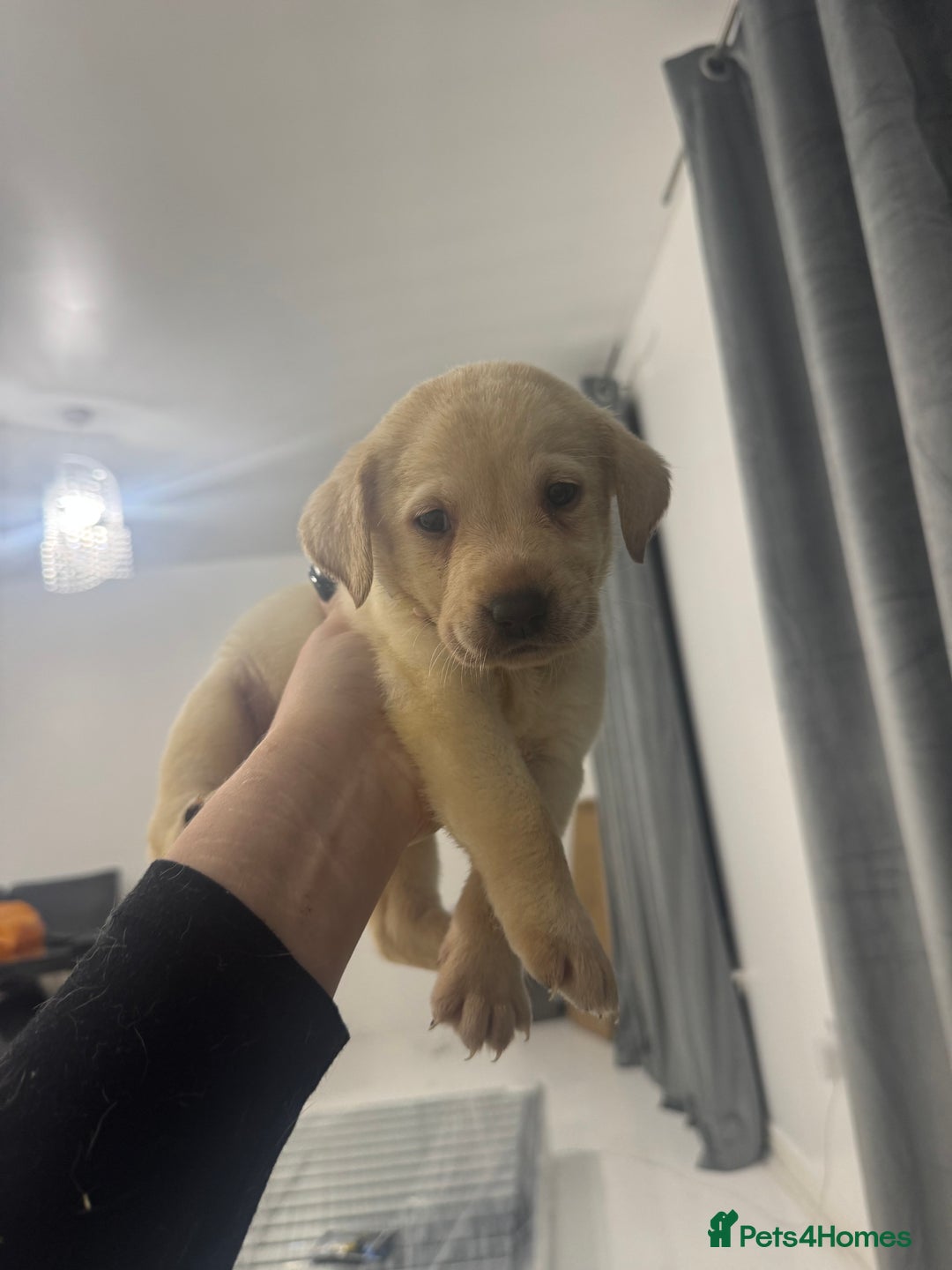 Labrador Retriever dogs for sale: Full breed Labrador retriever puppy’s  - Image 29