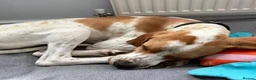Pointer dogs for adoption: Remi (English Pointer) in Bedford - Advert 6