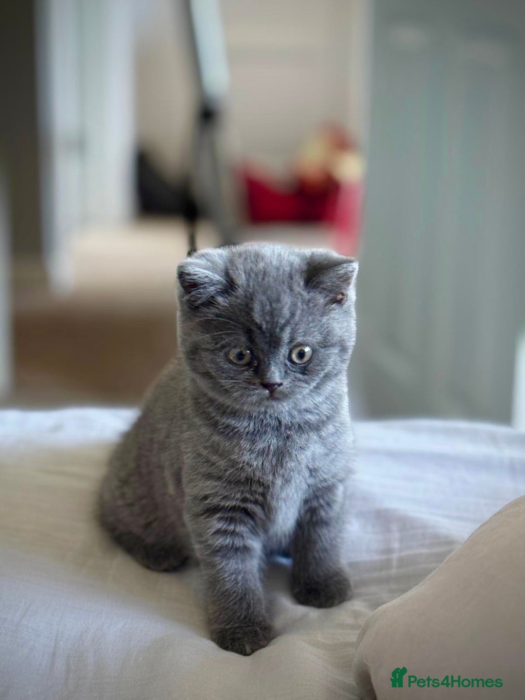 British Shorthair cats for sale: British Shorthair Kittens - Advert 10