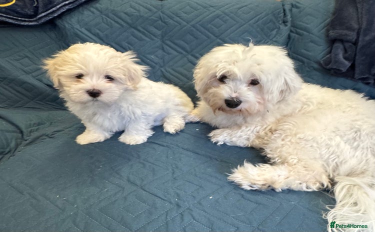 Maltese dogs - Advert 3