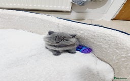 British Shorthair cats for sale: British shorthair kittens  - Image 2