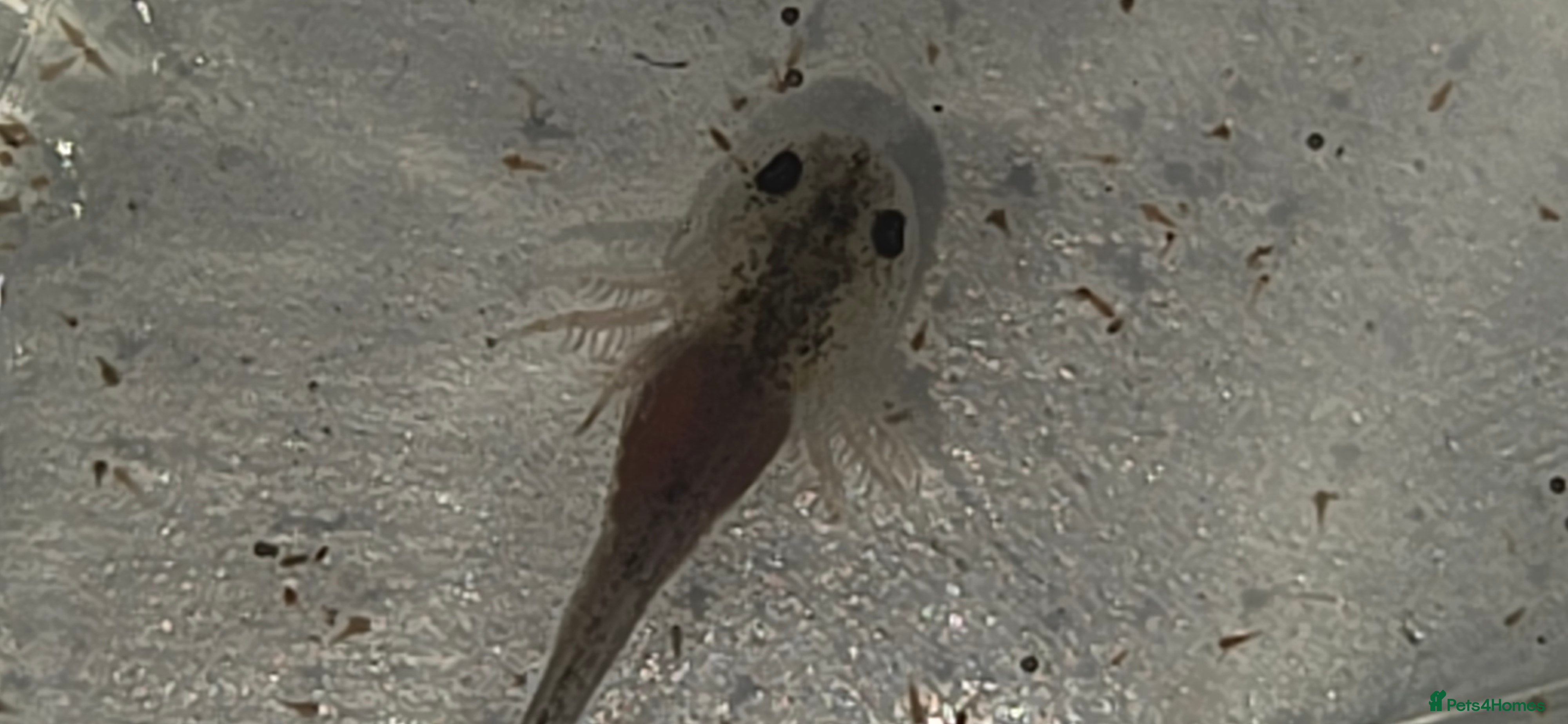 Axolotl reptiles Baby axolotl  - Advert 6