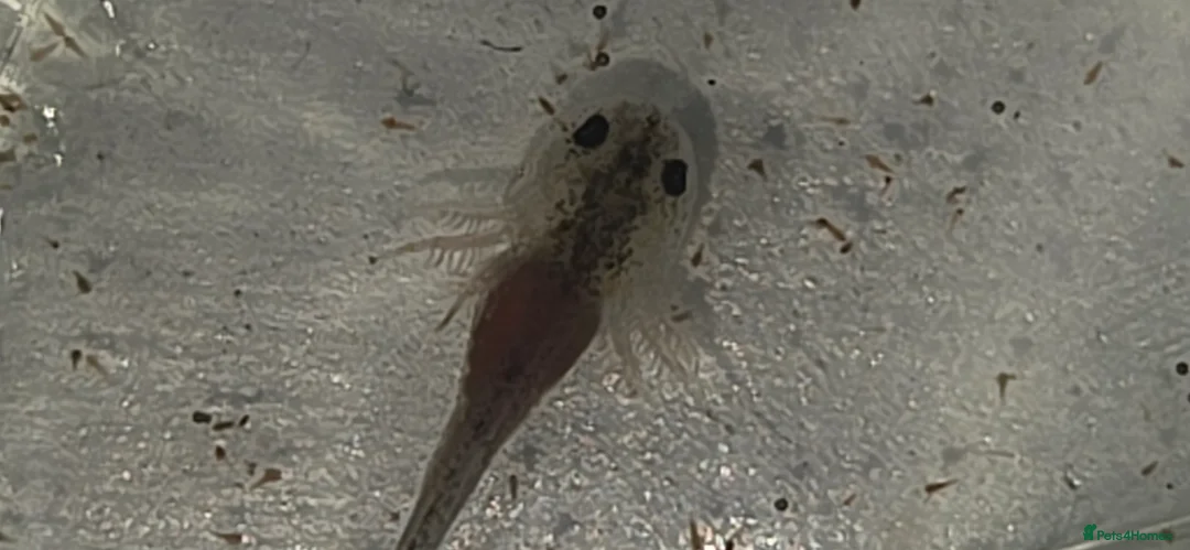 Axolotl reptiles for sale: Baby axolotl  - Advert 1