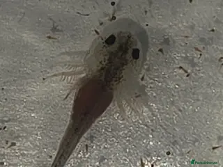 Axolotl reptiles Baby axolotl - Advert 5