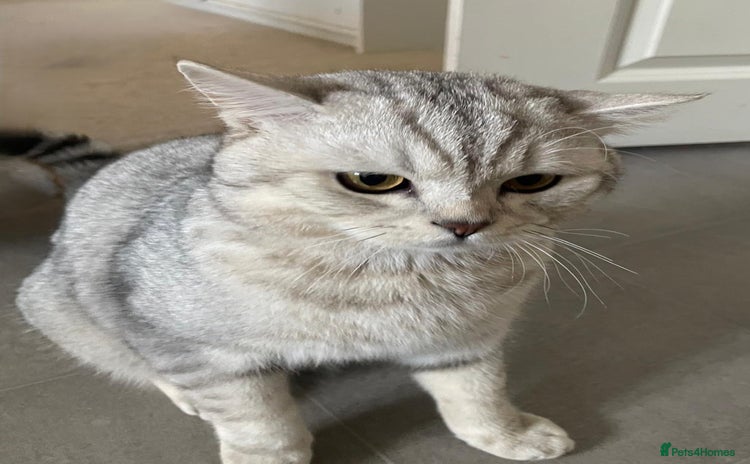 British Shorthair cats - Advert 1