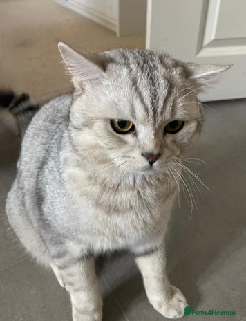 British Shorthair cats - Advert 5