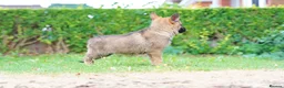 German Shepherd dogs for sale: German Shepherd puppies for sale!!! - Advert 14