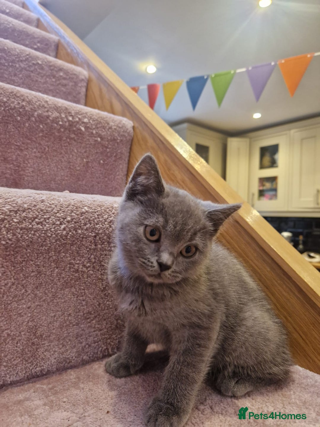 Scottish Fold cats for sale: 1 BSH Boy AVAILABLE. in Sheffield - Image 16