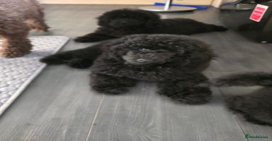Miniature Poodle dogs in Chelmsford - Advert 1
