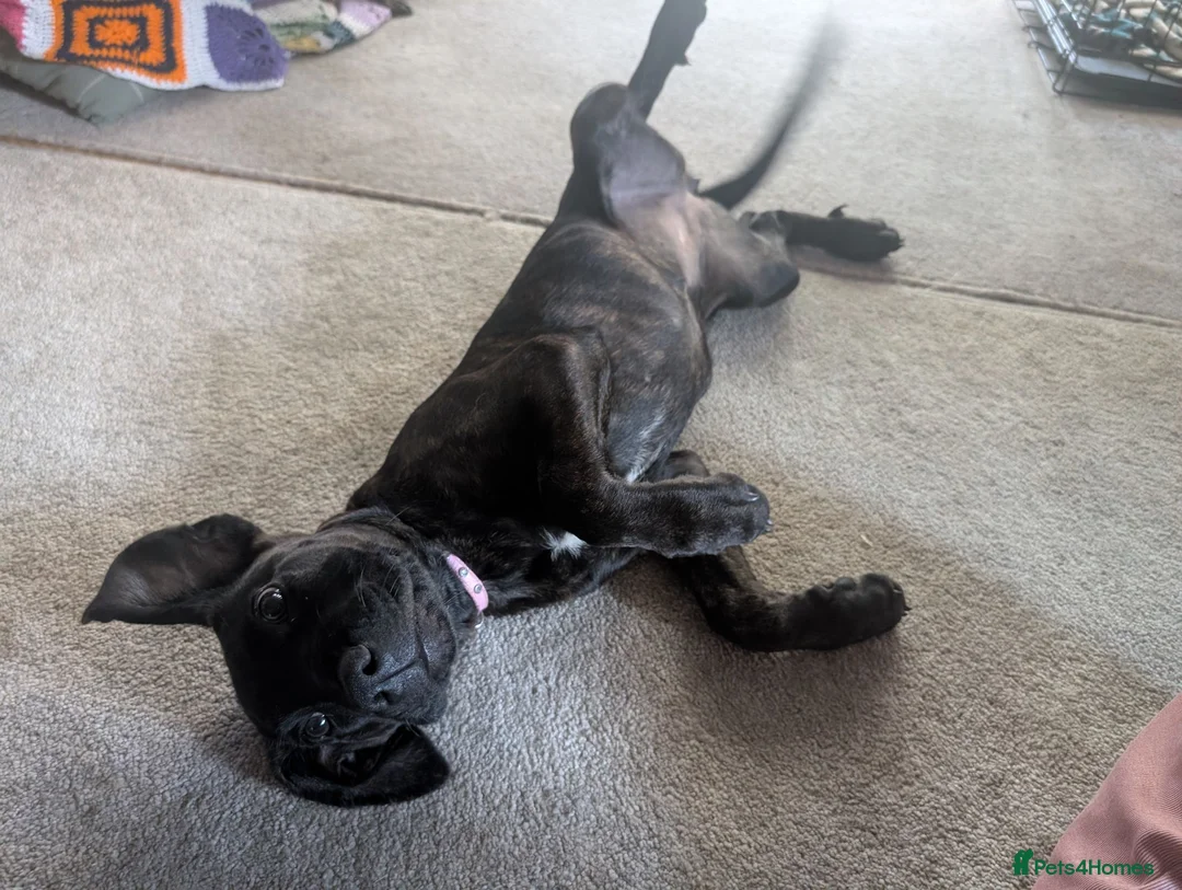 Mixed Breed dogs for sale: Cane corso cross female  - Advert 2