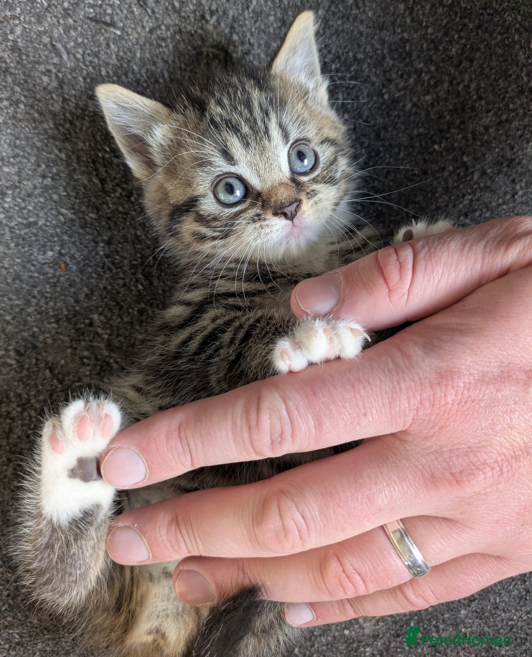 Mixed Breed cats for sale: Three Fluffy Tigers  - Image 4