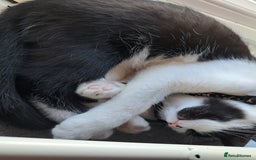 Mini Lop rabbits for sale: 15 week Kitten - Image 3