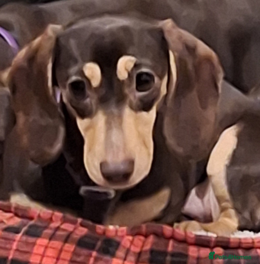 Dachshund dogs for sale: 4 beautiful dachshund girls  - Image 5
