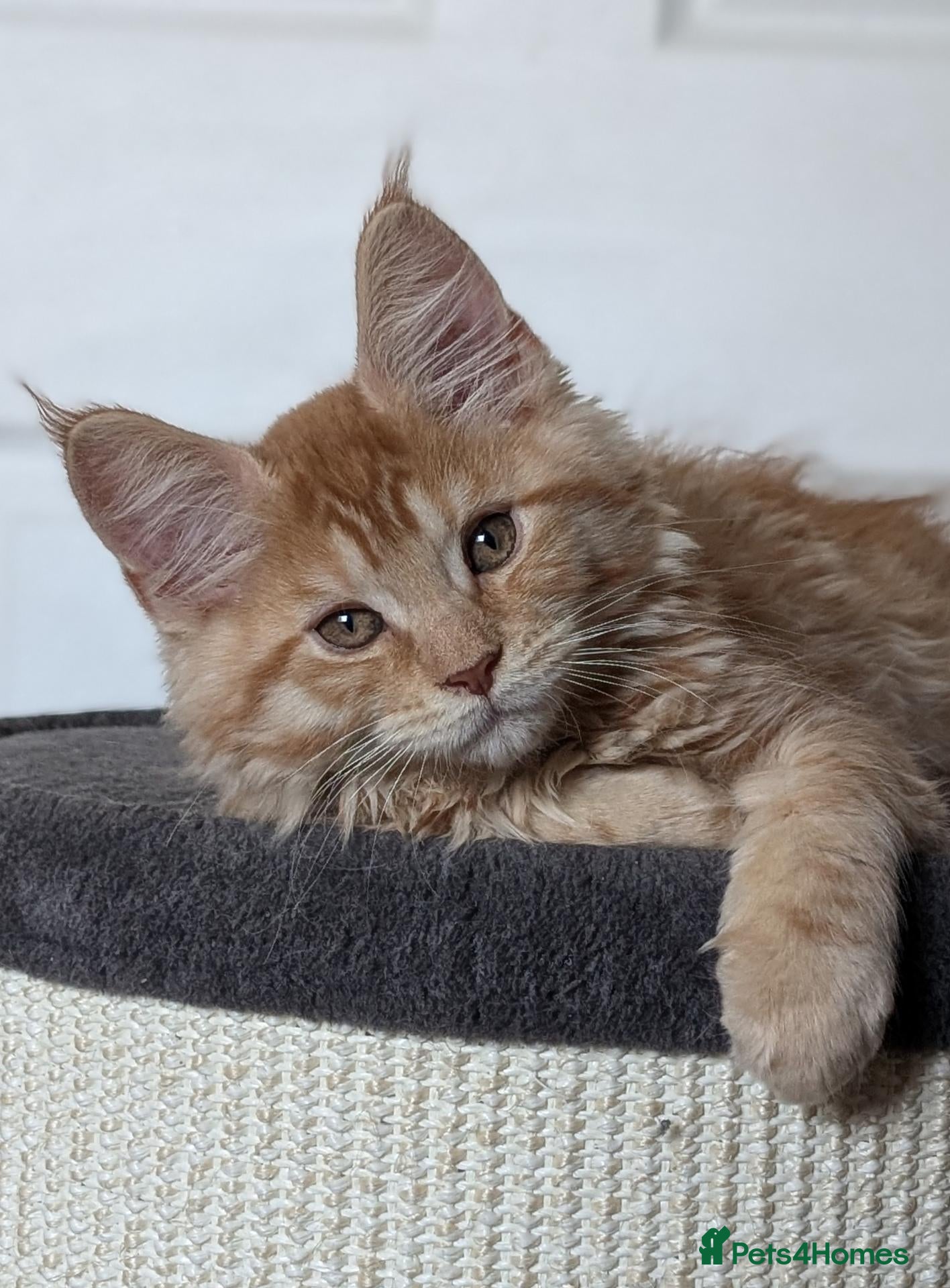 Maine Coon cats Stunning Tica registered Maine coons - Advert 1
