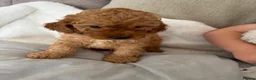 Cockapoo dogs for sale: Adorable out standing health checks - Advert 14