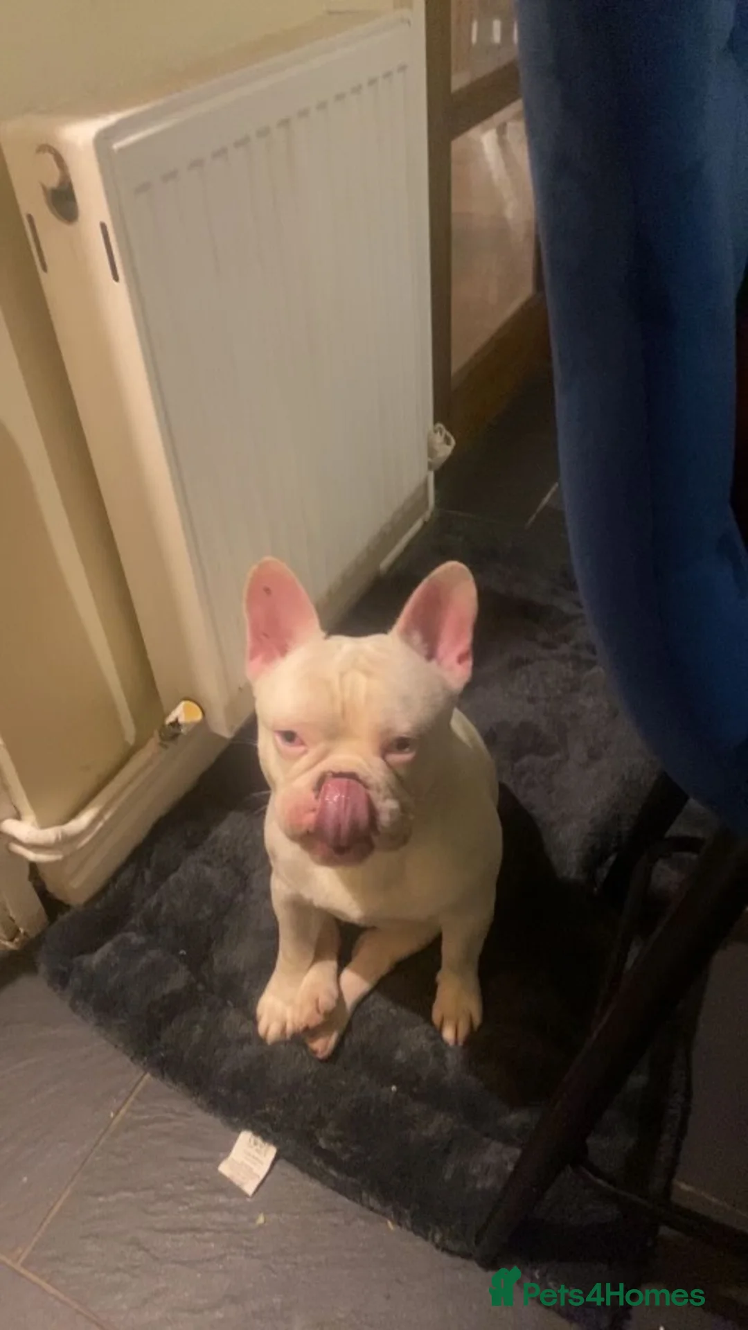 French Bulldog dogs for sale: Albert the Frenchie  - Advert 3