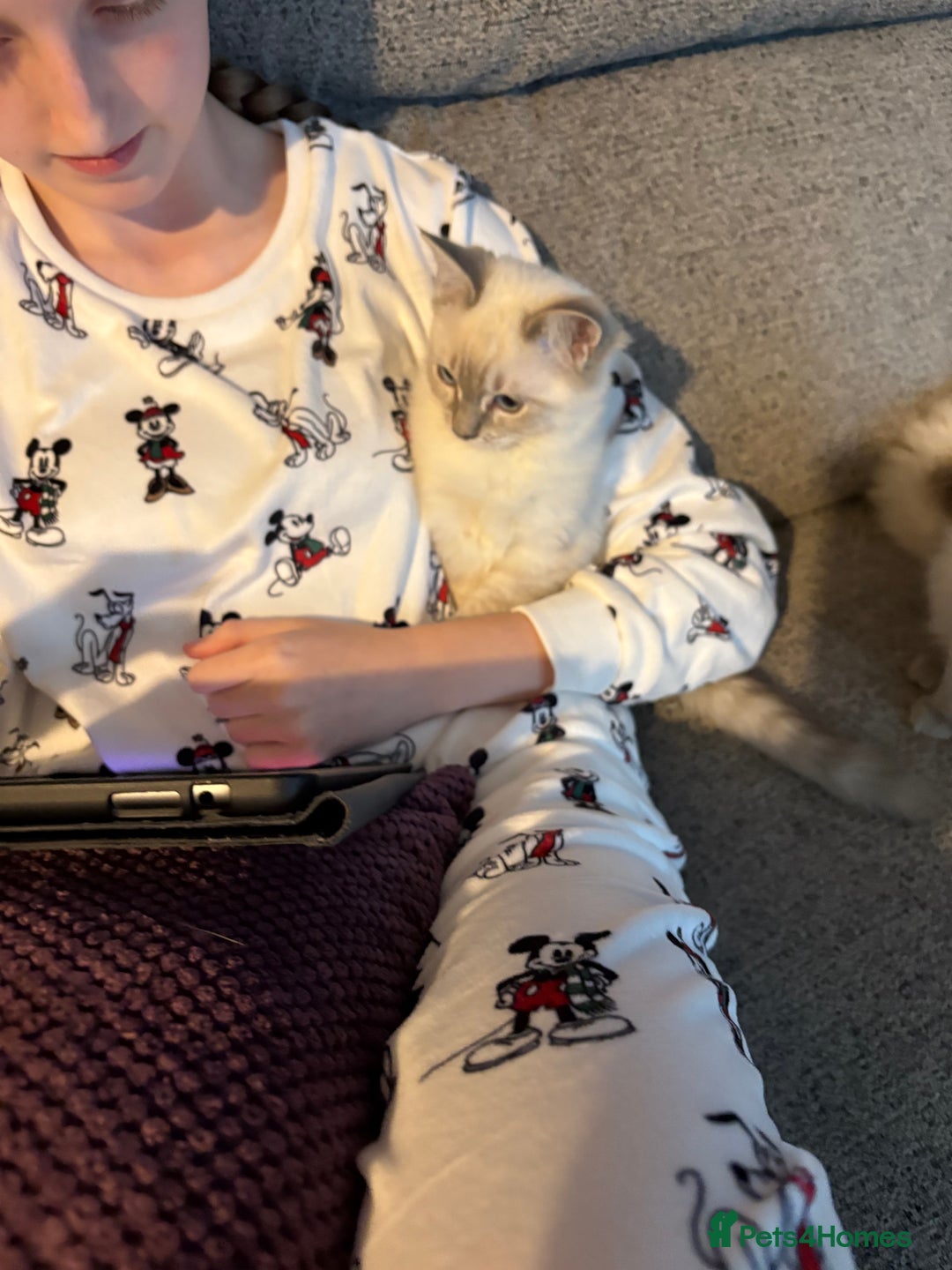 Ragdoll cats for sale: 🏆Ready Now. GCCF Champion Lines Ragdoll kittens - Advert 3