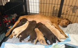 Labrador Retriever dogs for sale: Beautiful Labrador Puppies - Advert 18