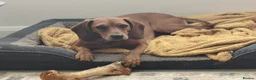 Mixed Breed dogs for adoption: Winnie Beautiful girl Looking for Forever Home  in Wirral - Advert 8