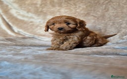 Cavapoo dogs for sale: Gorgeous Fox Red Cavapoo health tested parents  - Image 21