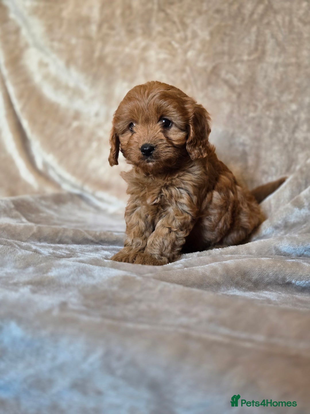 Cavapoo dogs for sale: Gorgeous Fox Red Cavapoo health tested parents  - Image 21