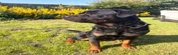 Rottweiler dogs for stud: 🏆⭐️Proven Stud – Excellent Temperament⭐️🏆 - Advert 4